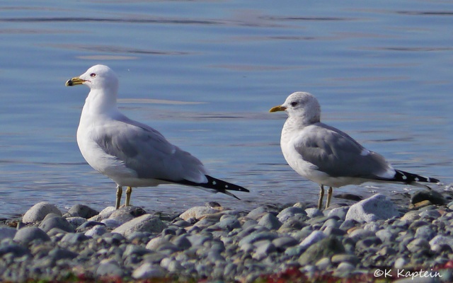 Ring -billed & Mew Gulls