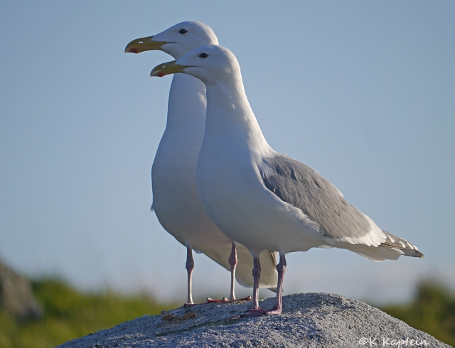 Glaucous-winged Gull Pair