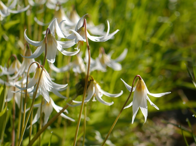 White Fawn Lilies