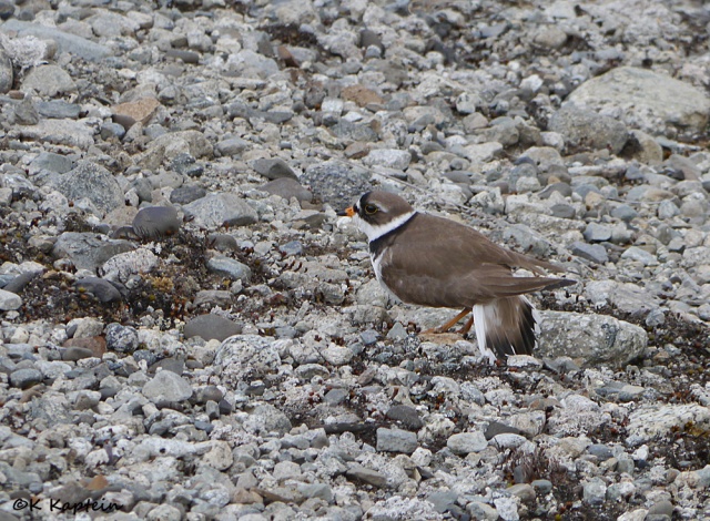 Semipalmated Plover Displaying